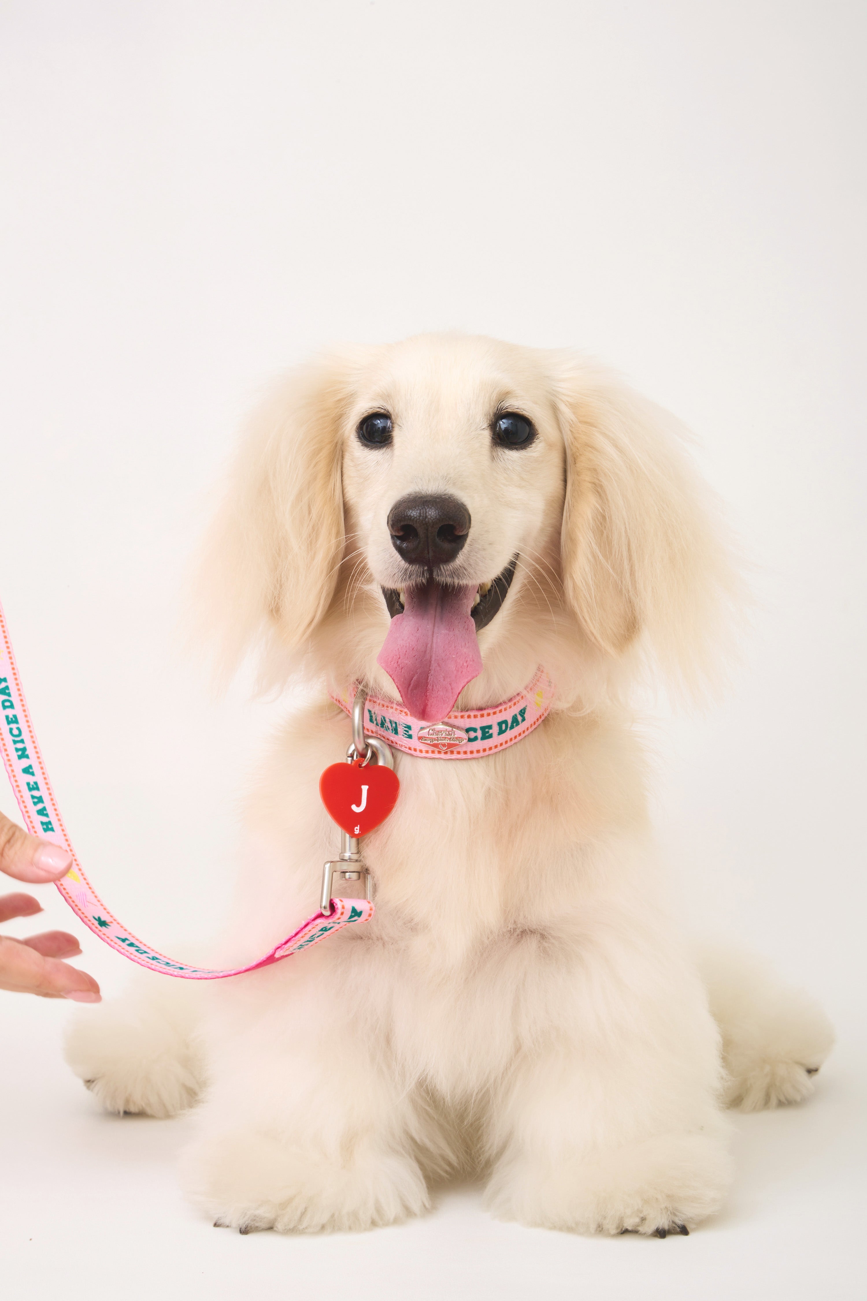 Bonjour Bebe Collar & Leash ❤️