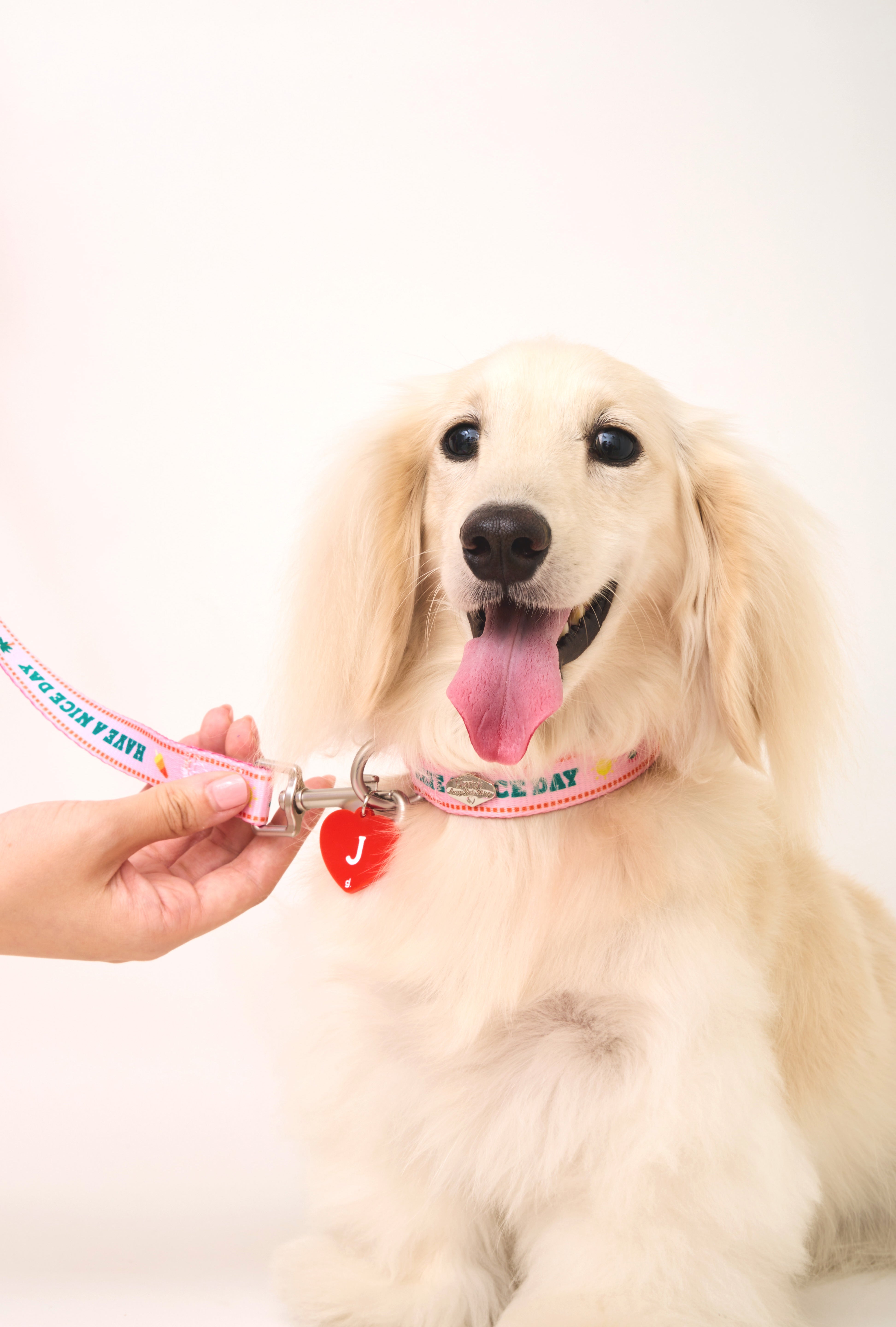 Bonjour Bebe Collar & Leash ❤️
