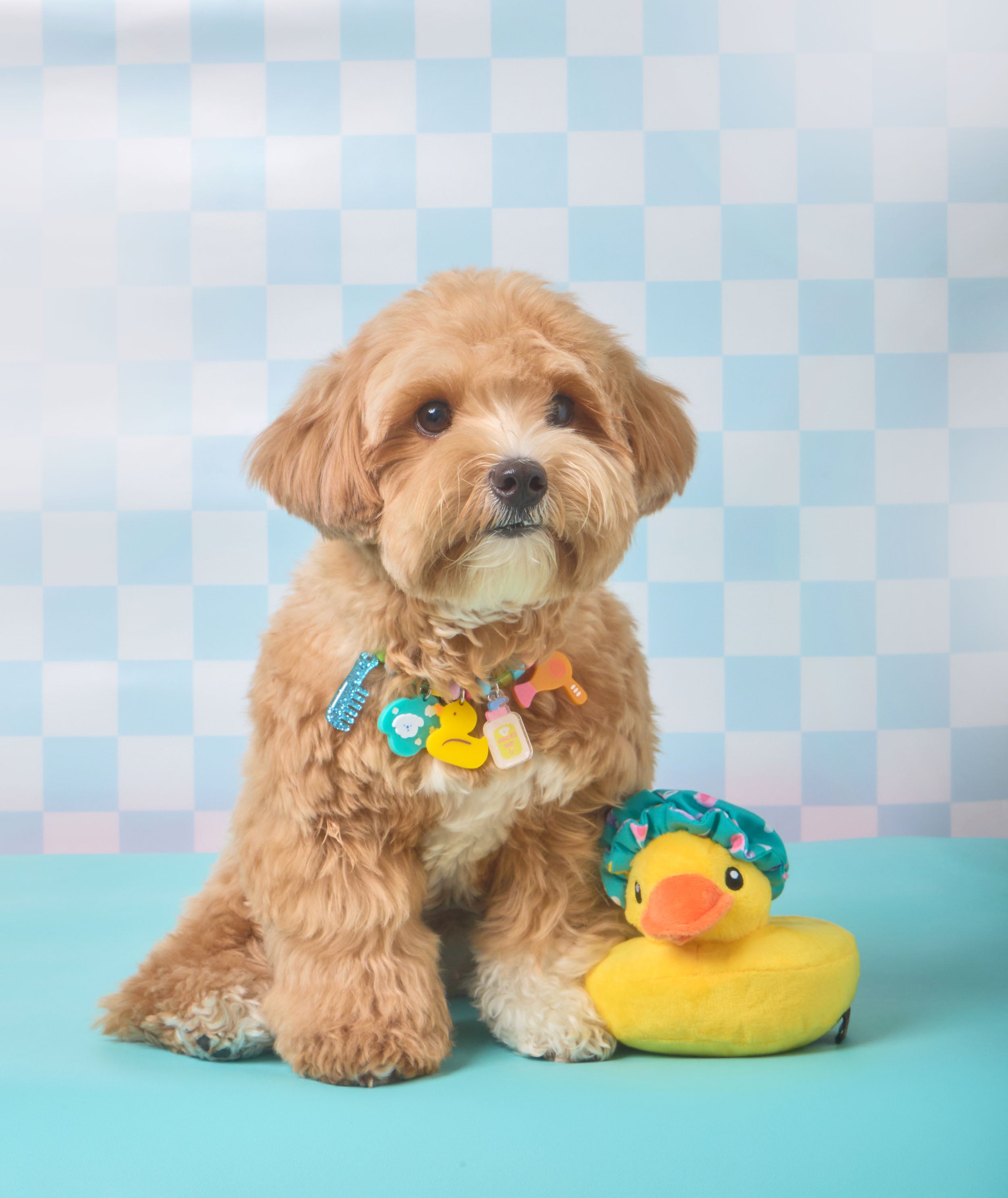 Create your own : Spa time! Pet necklace