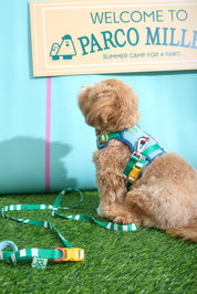 Parco Millé Summer Camp harness set