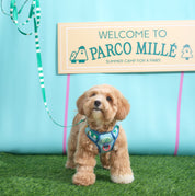 Parco Millé Summer Camp harness set