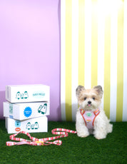 Parco Millé Summer Camp harness set