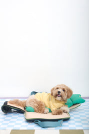 Ogo ogo Pet carrier