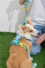 Parco Millé Summer Camp harness set
