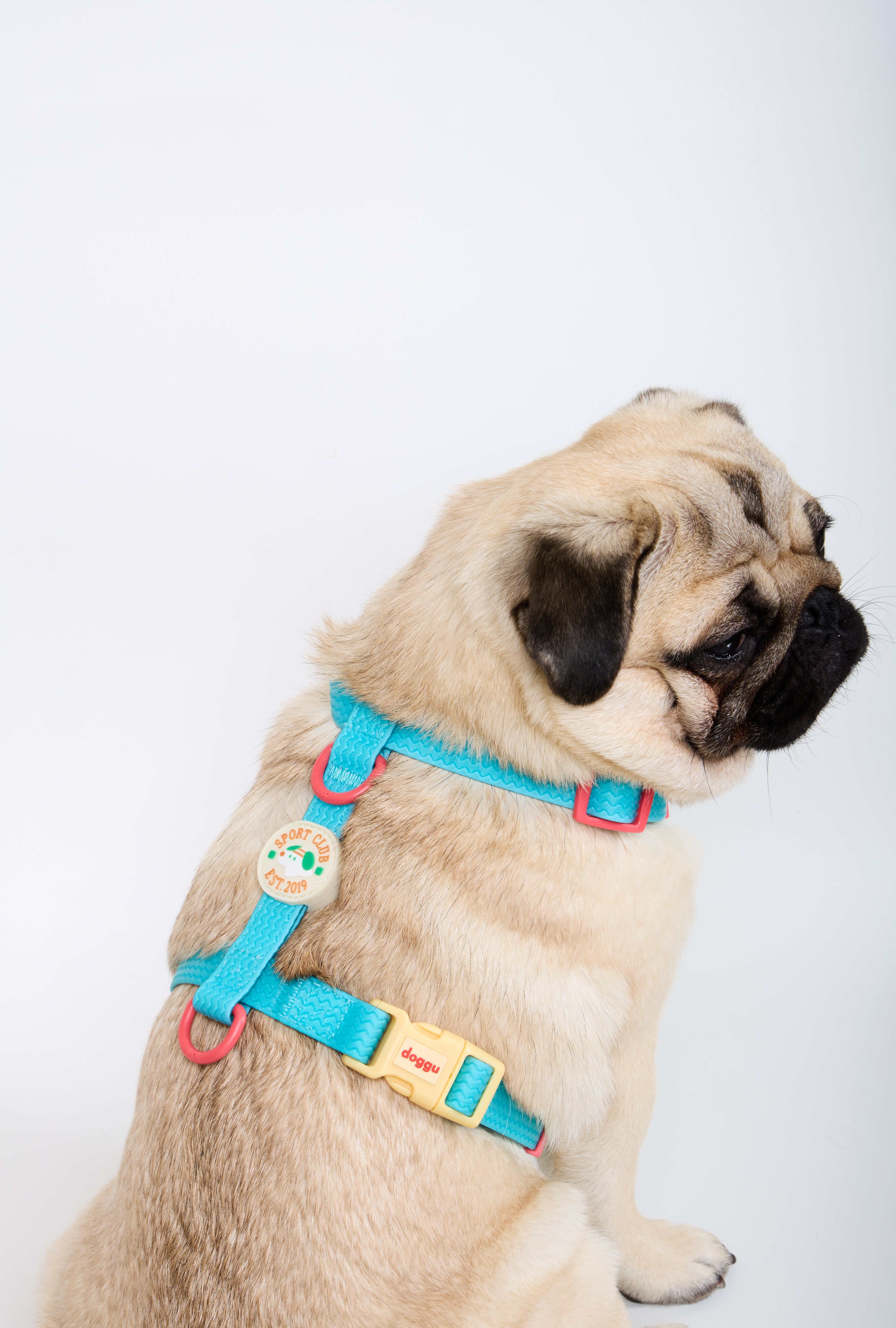 Sport Club Waterproof Harness and leash