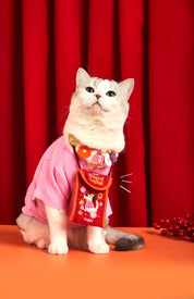 Millions of ang bao money bag *PRE-ORDER*