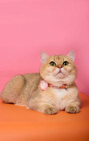 Doggu & Cat Safety buckle airtag collar