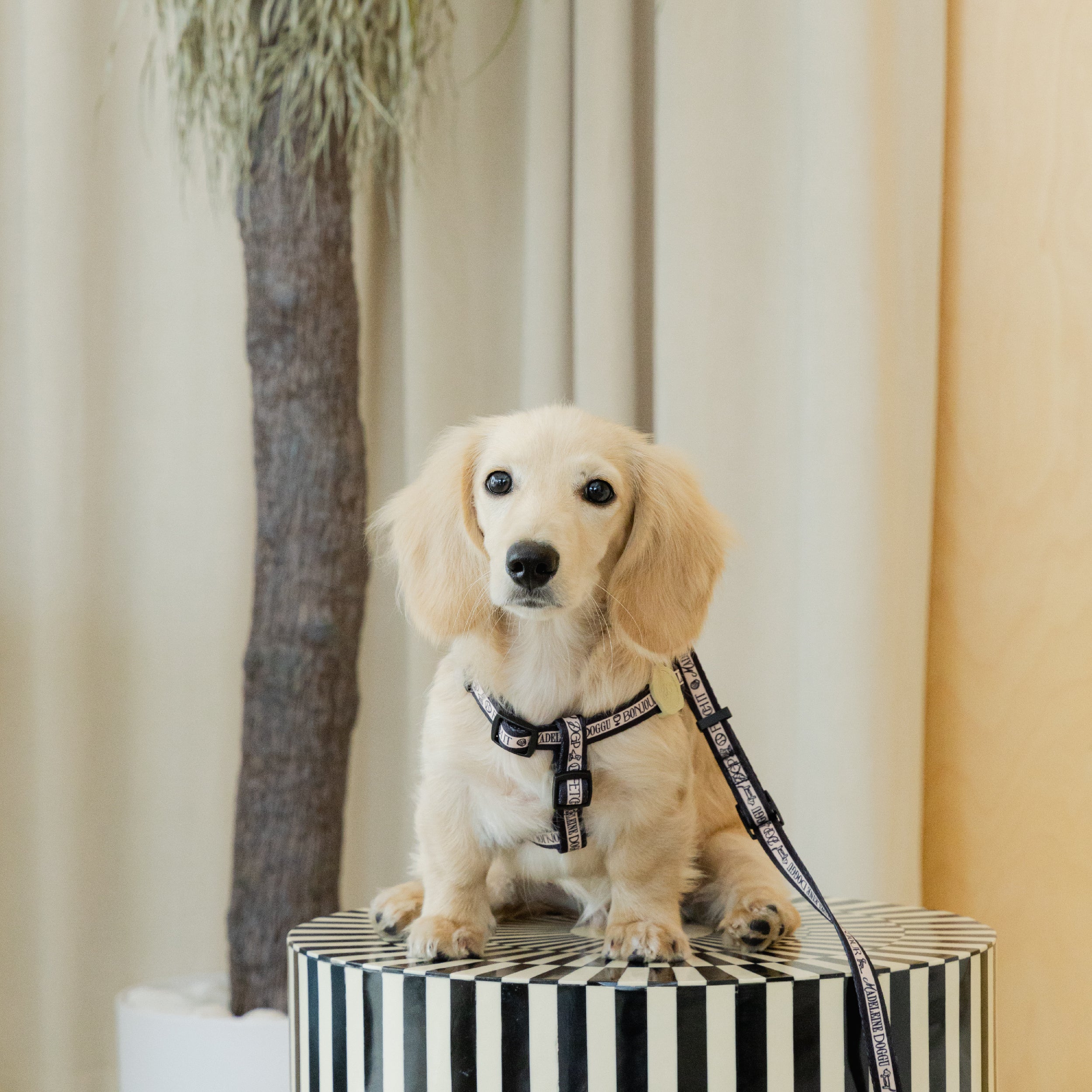 Madeleine Harness and Leash SET