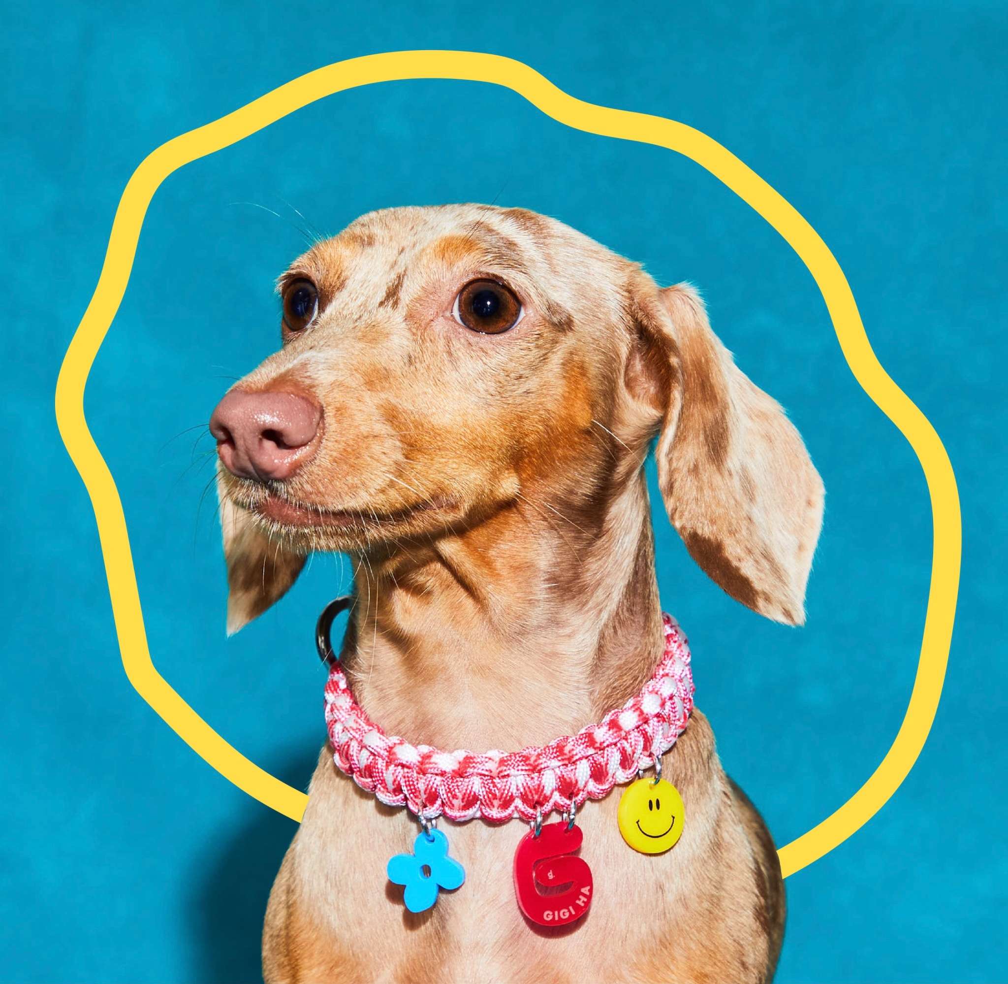 Create your own: Squiggles Collar