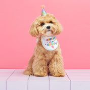 Bib Bib Hooray! Pet bib