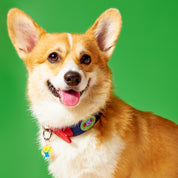 Froyo Collar