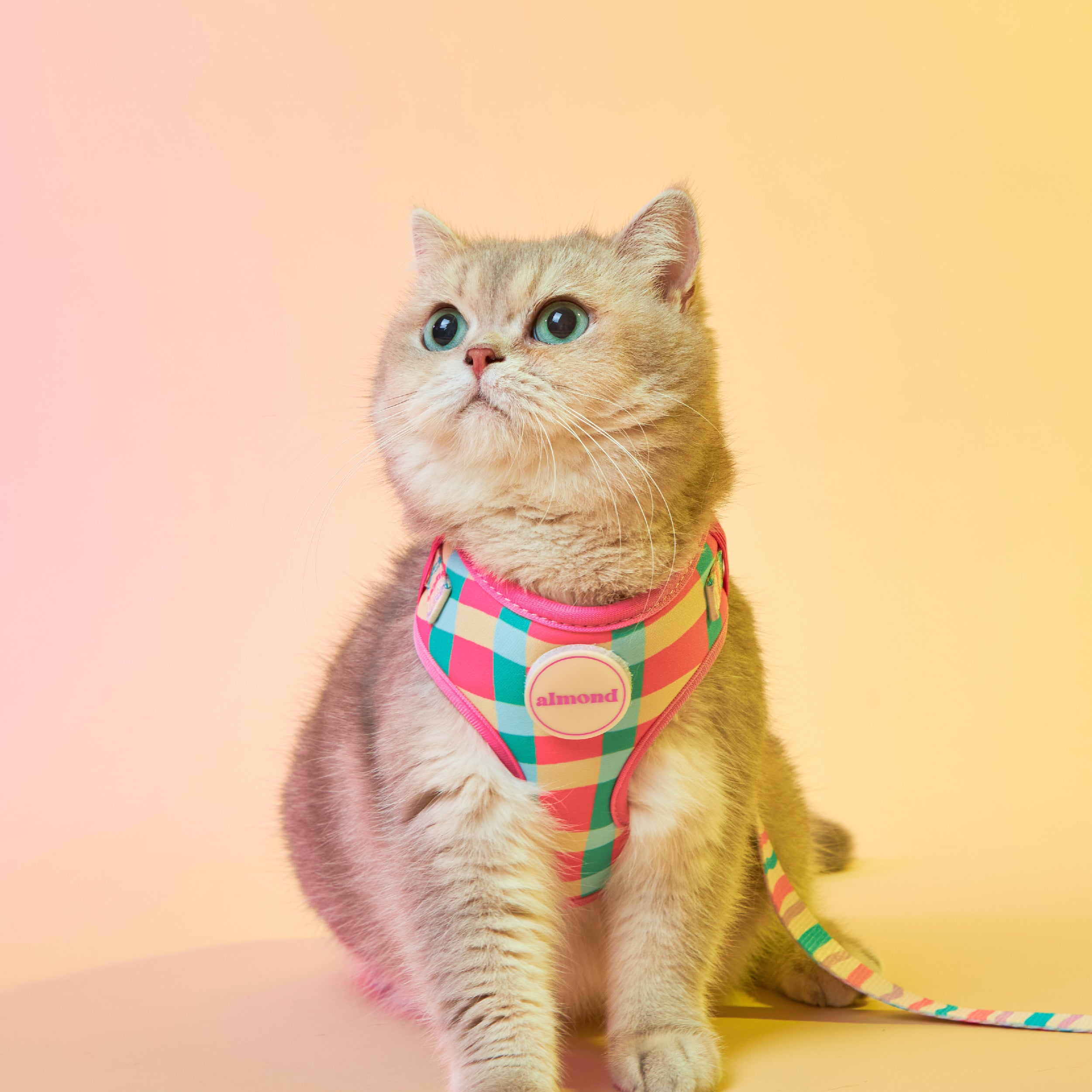 Perry Harness Set: Strawberry Afternoon