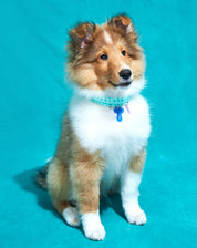 Create your own: Squiggles Collar