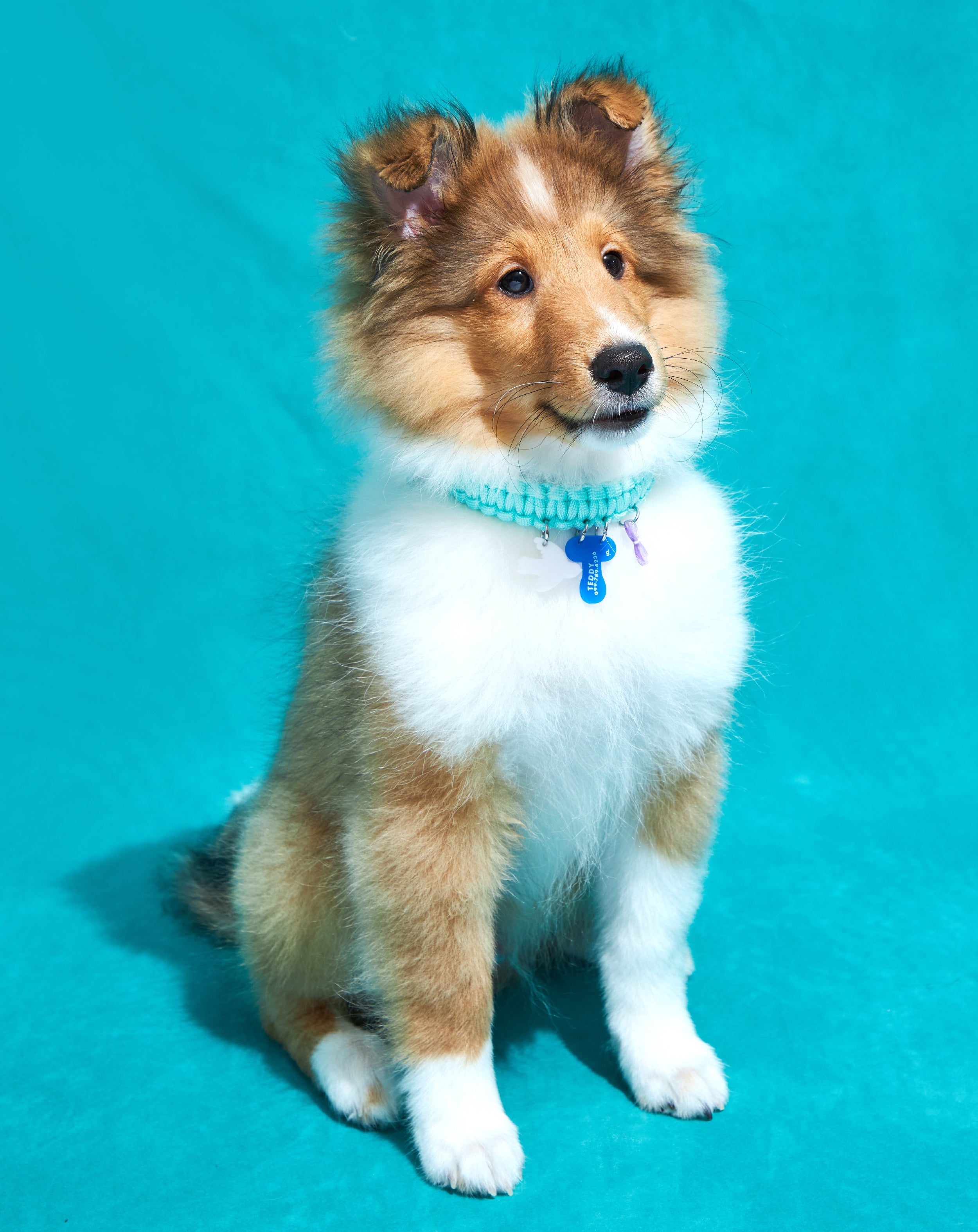 Create your own: Squiggles Collar