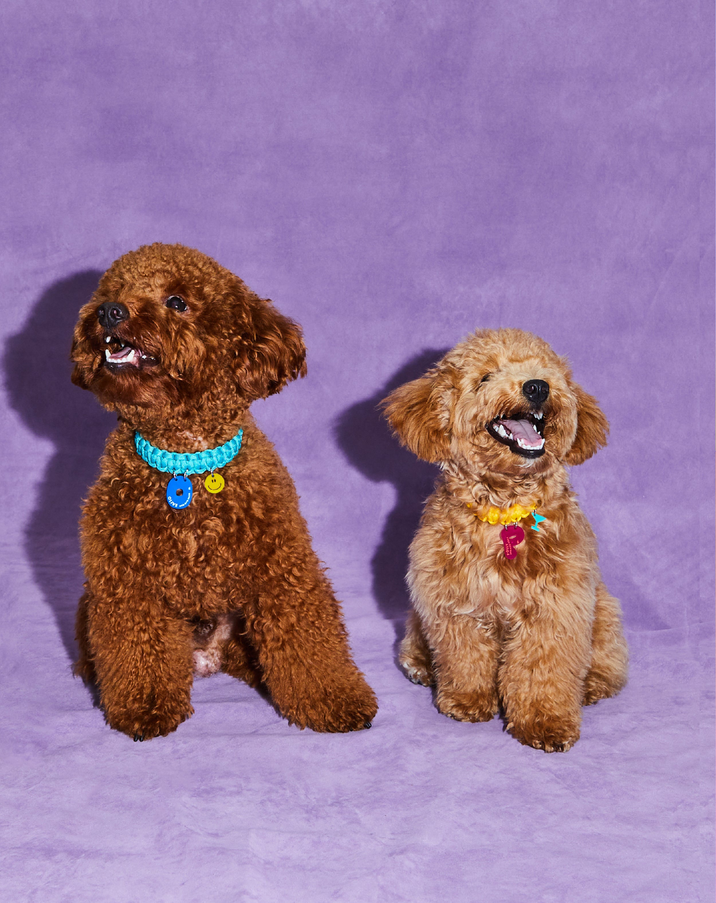 Create your own: Squiggles Collar