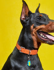 Create your own TAG : Frankie TAG