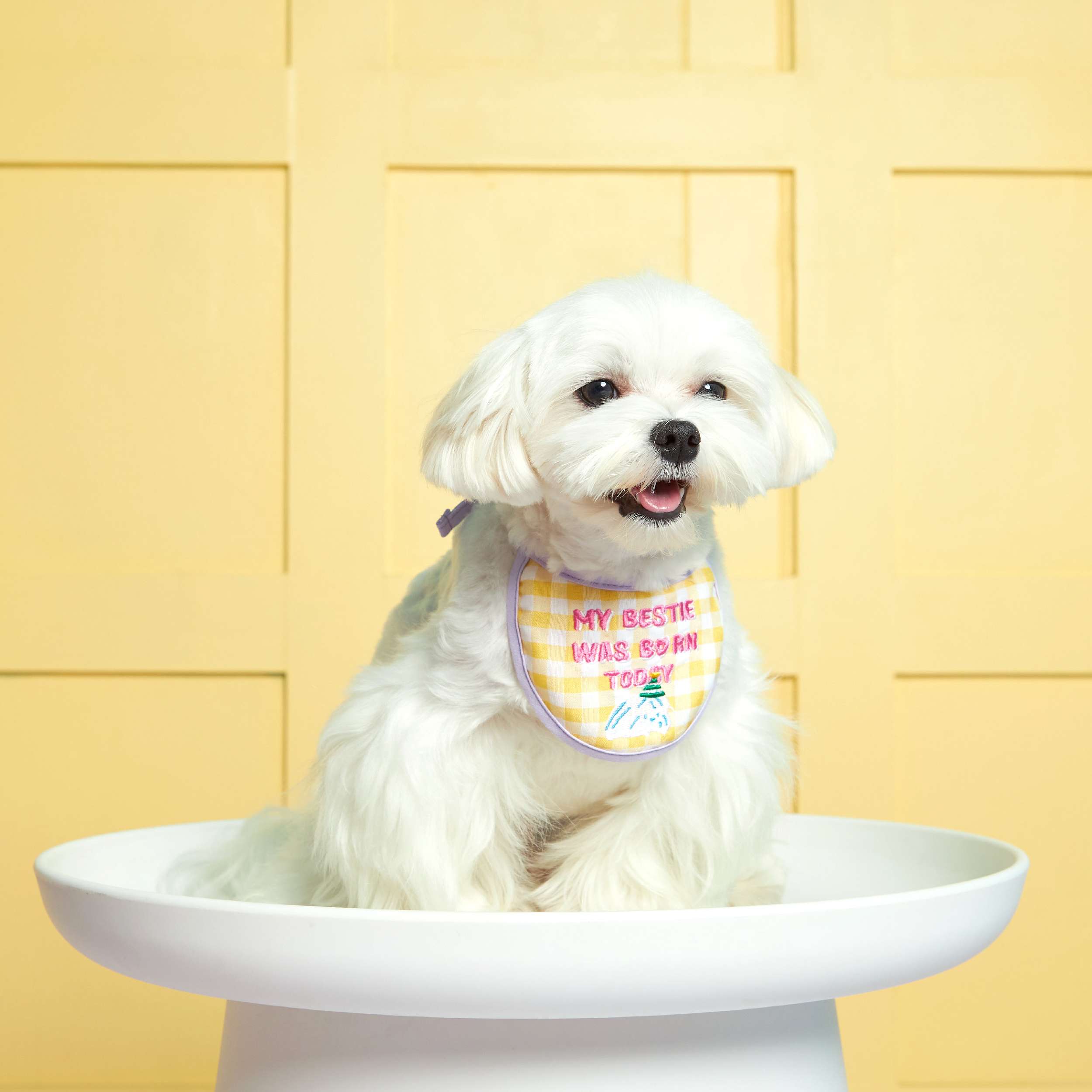 Bib Bib Hooray! Pet bib