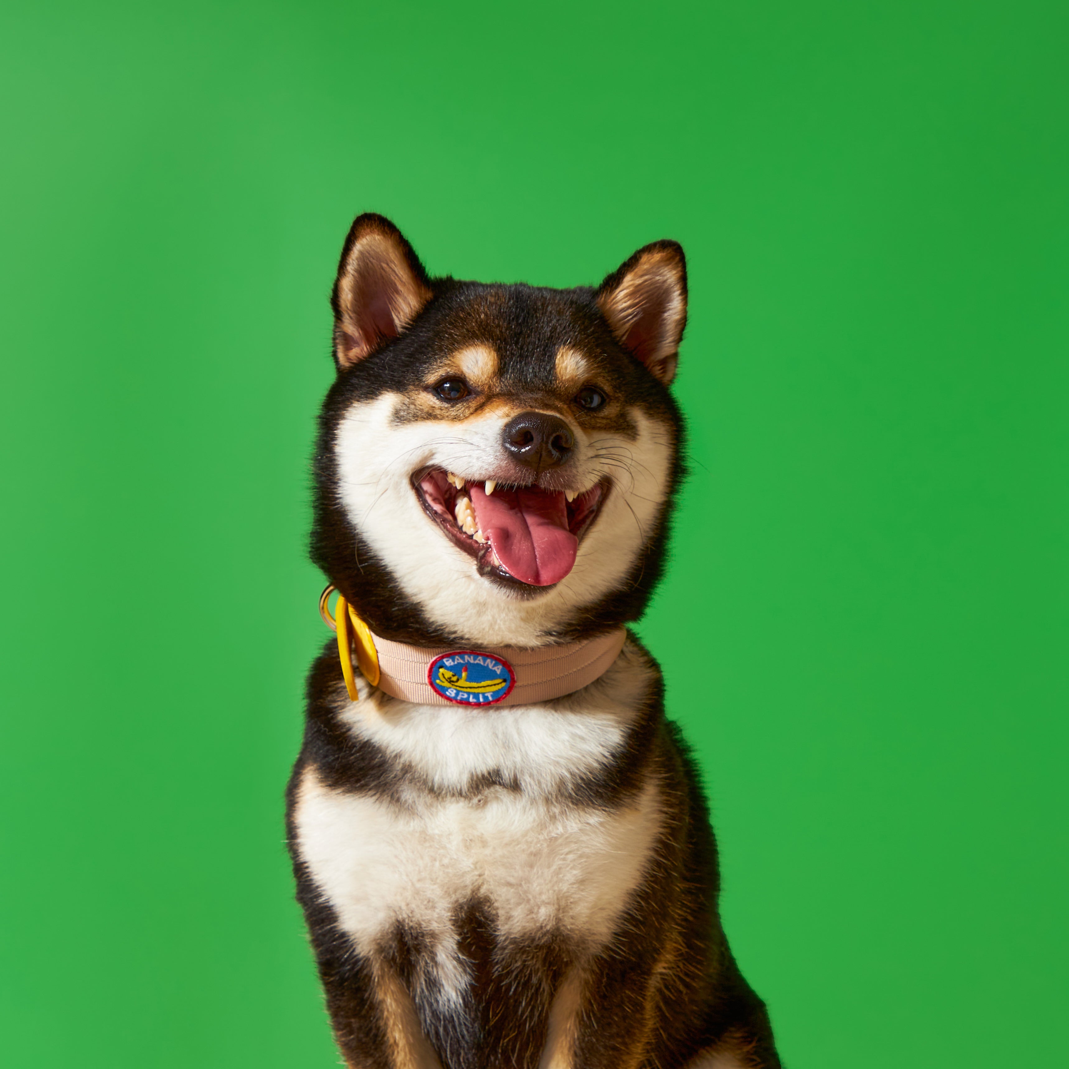 Froyo Collar