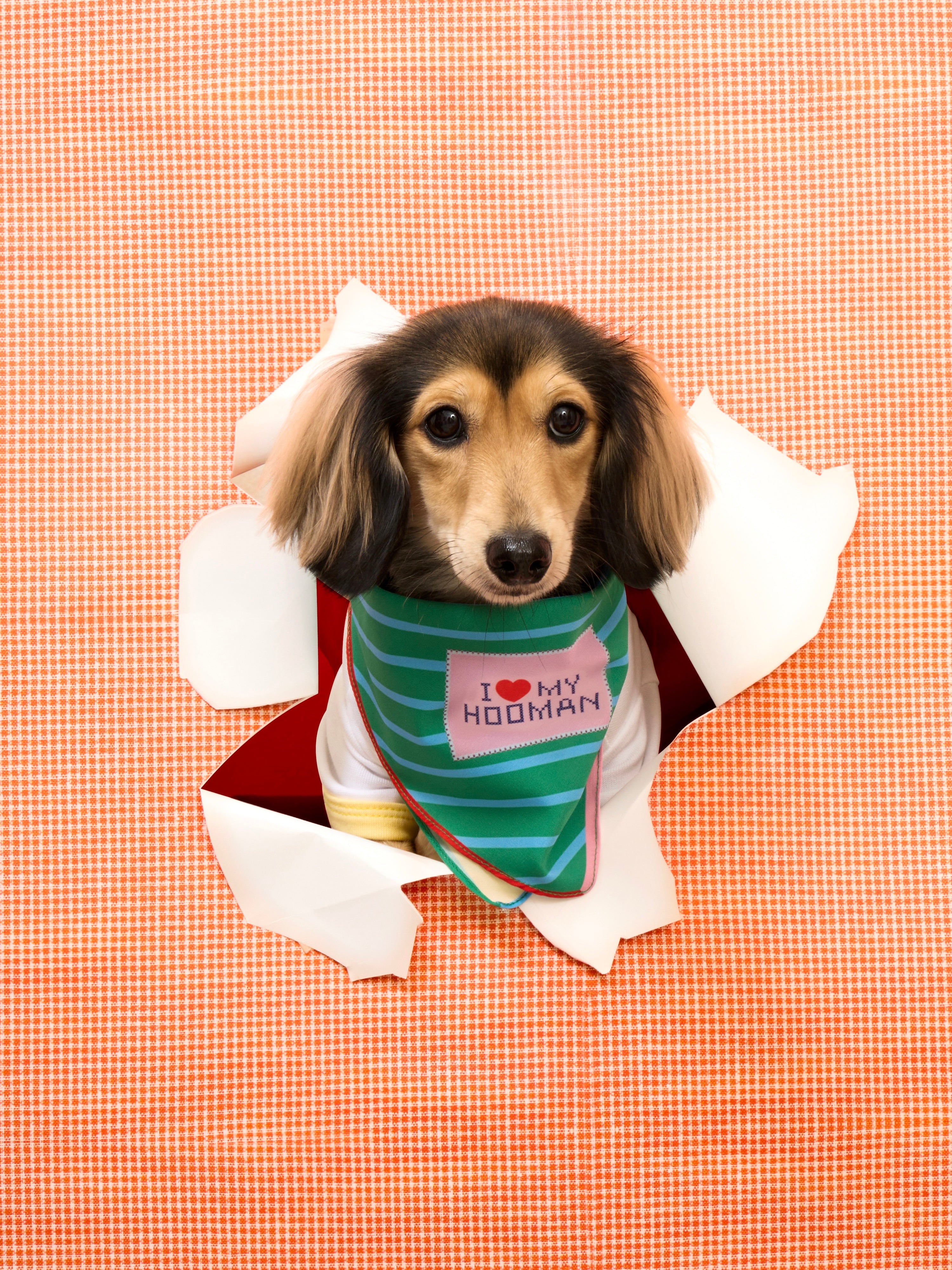 I love my Bandana : Christmas 2025 Collection