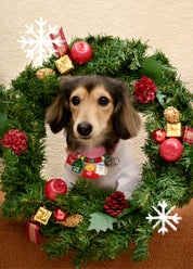 Christmas Campfire Gimme Warm Hug SET | MD'S PICK