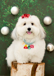 Christmas Campfire To Northpole SET | MD'S PICK