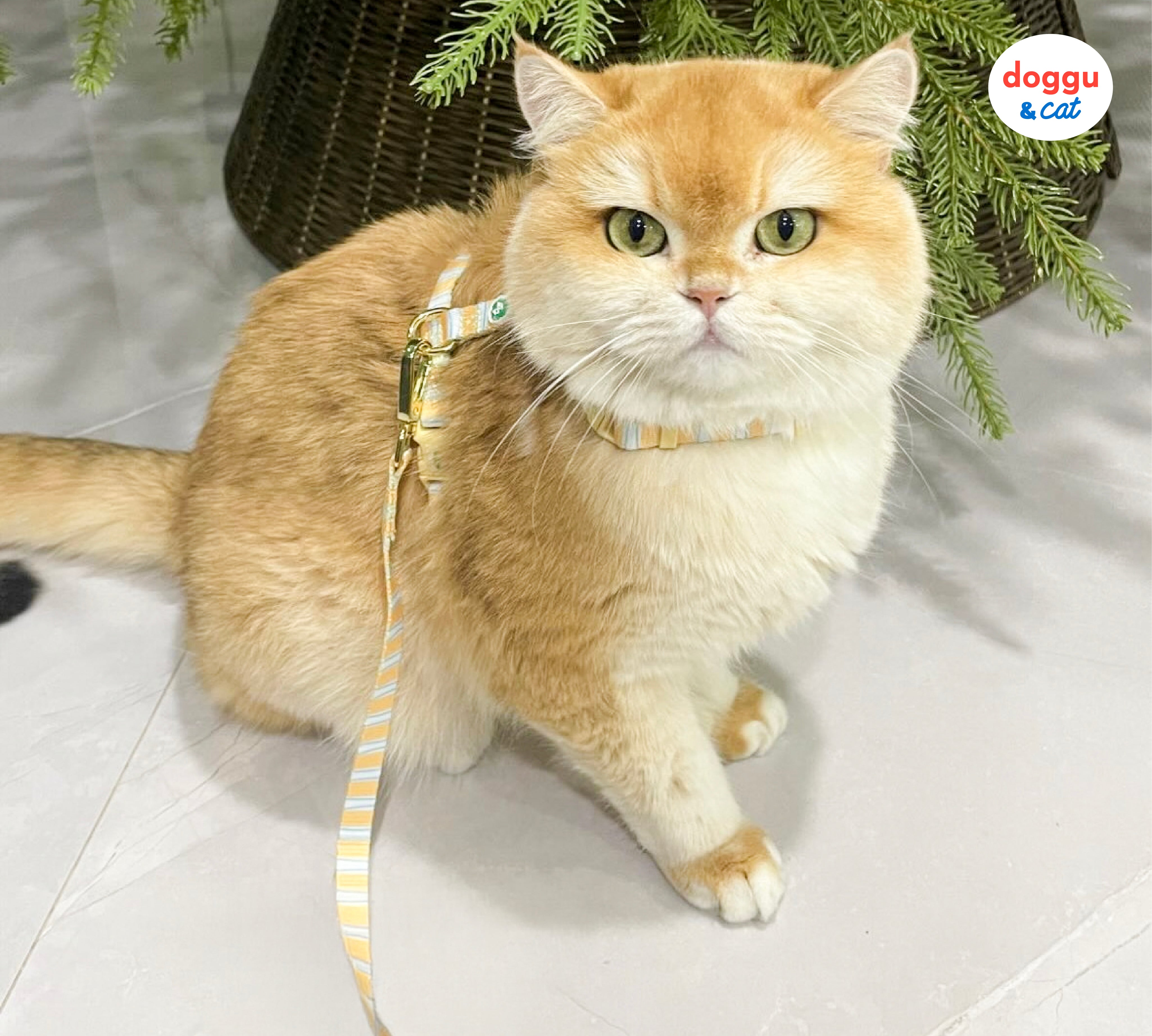 Cat Harness Sleepy Apartment