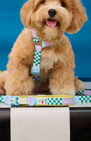 Manhattan Cherish H-Harness & Leash