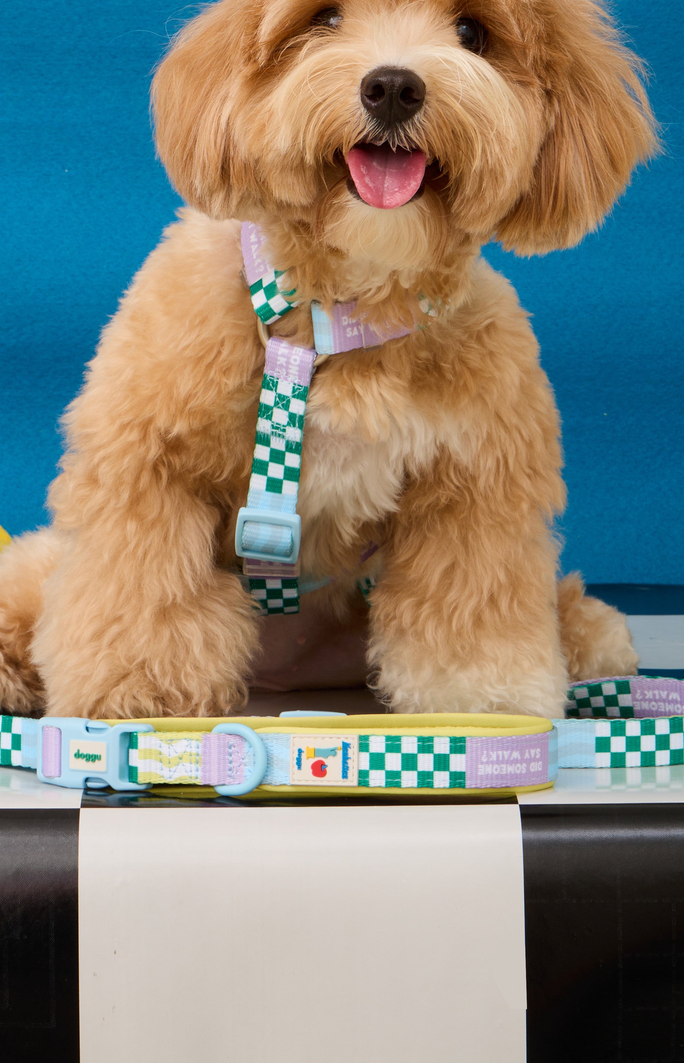 Manhattan Cherish H-Harness & Leash