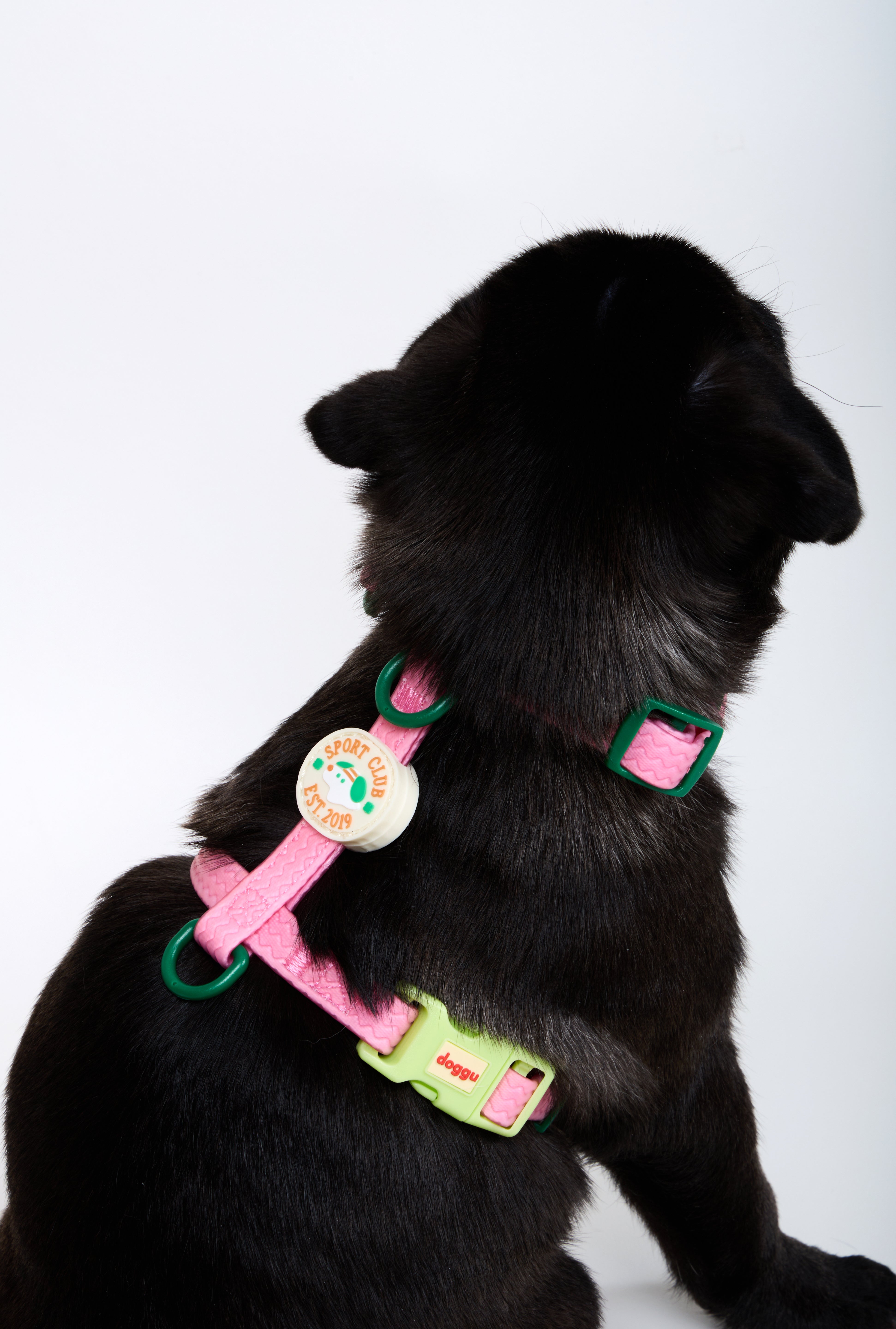 Sport Club Waterproof Harness and leash