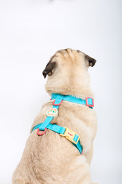 Sport Club Waterproof Harness and leash