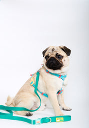 Sport Club Waterproof Harness and leash