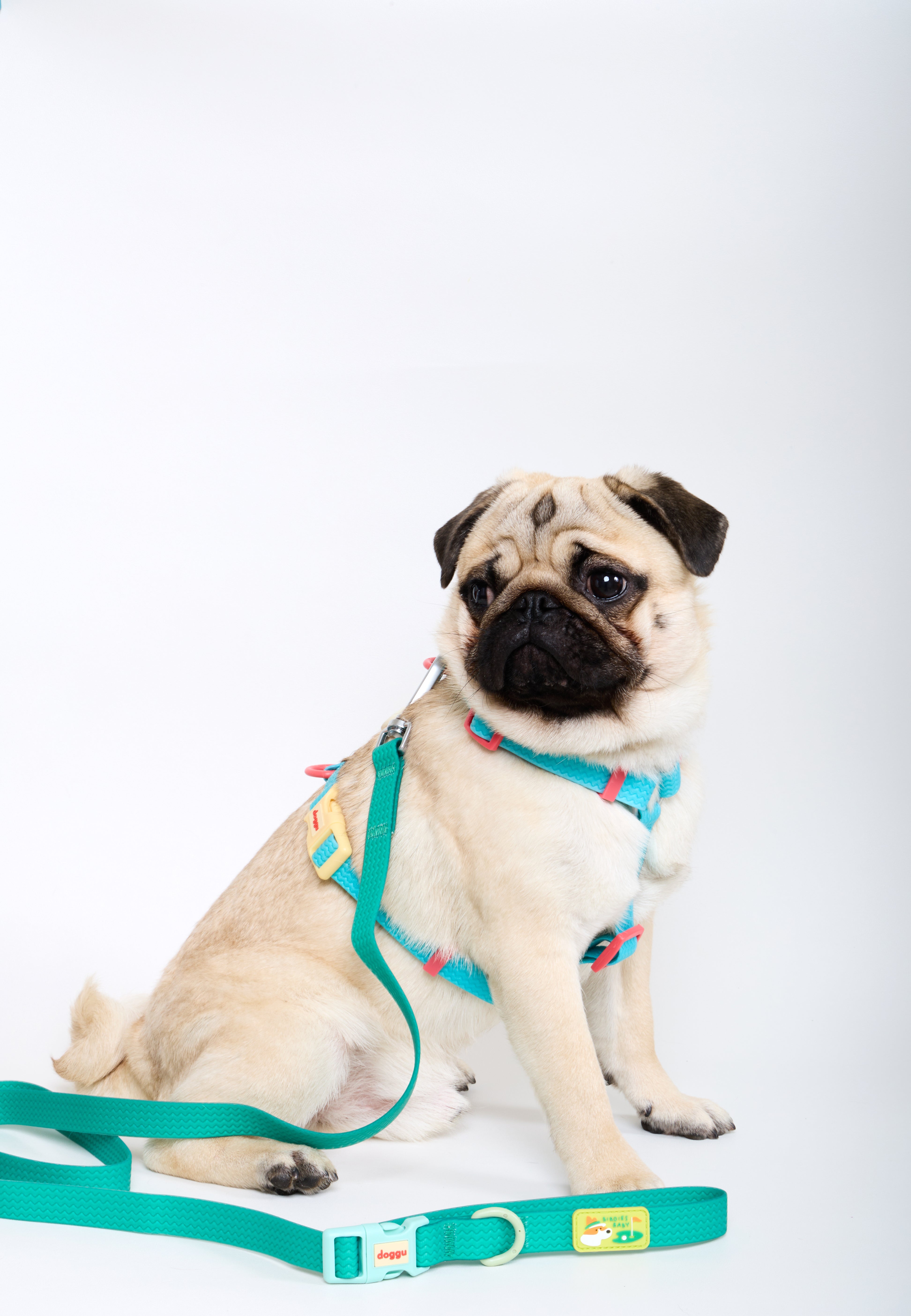 Sport Club Waterproof Harness and leash