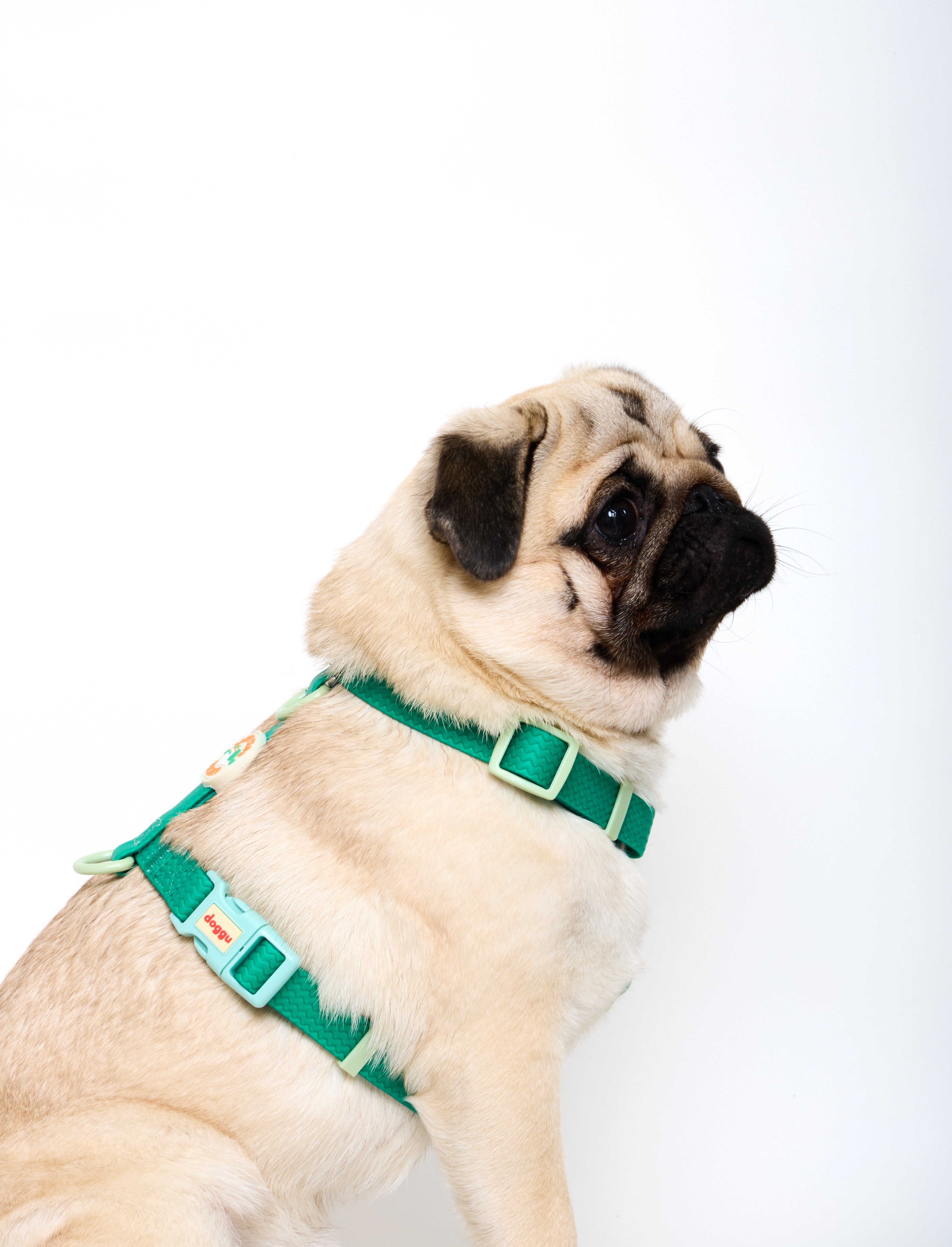 Sport Club Waterproof Harness and leash