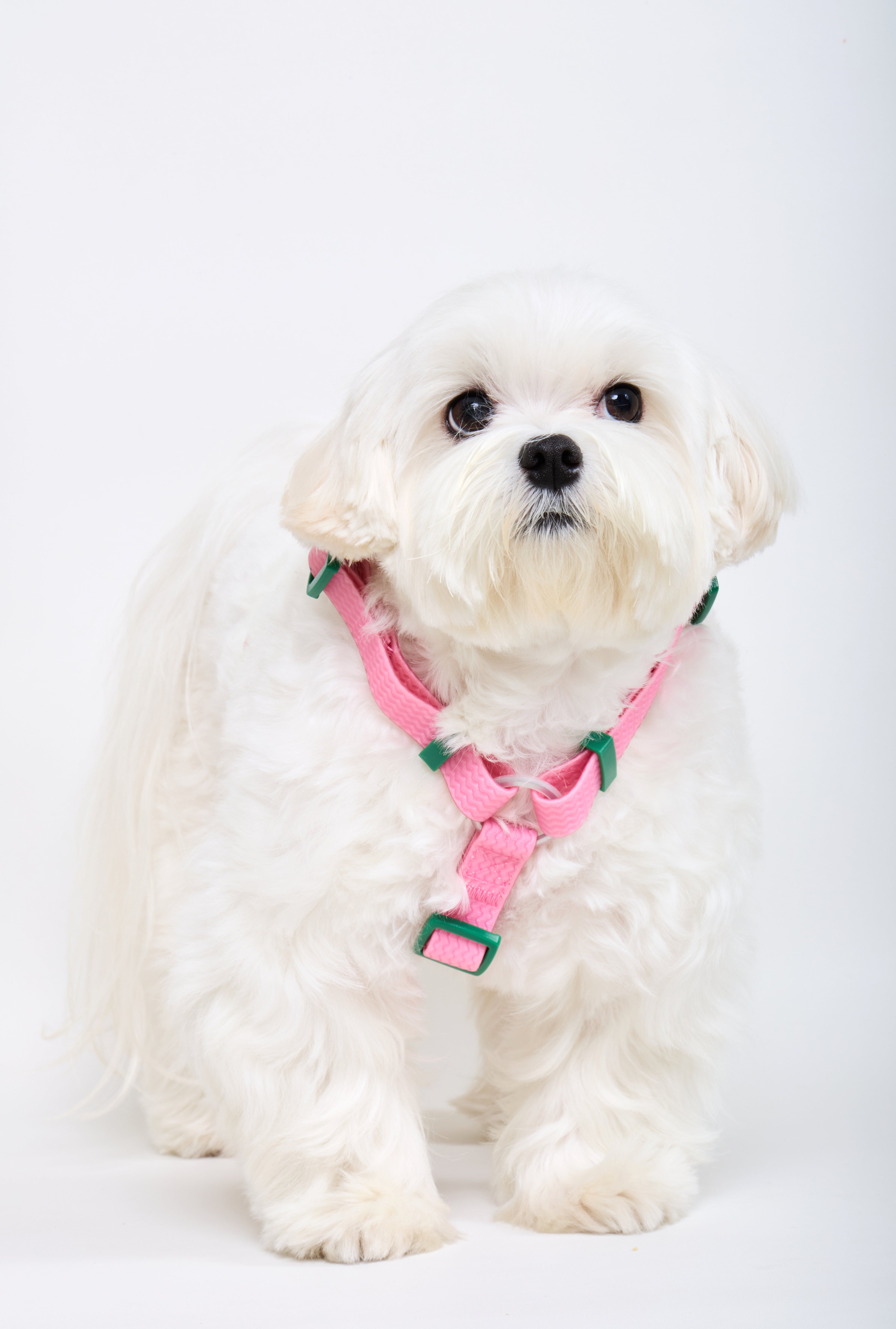 Sport Club Waterproof Harness and leash