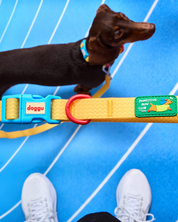 Sport Club Waterproof collar and leash