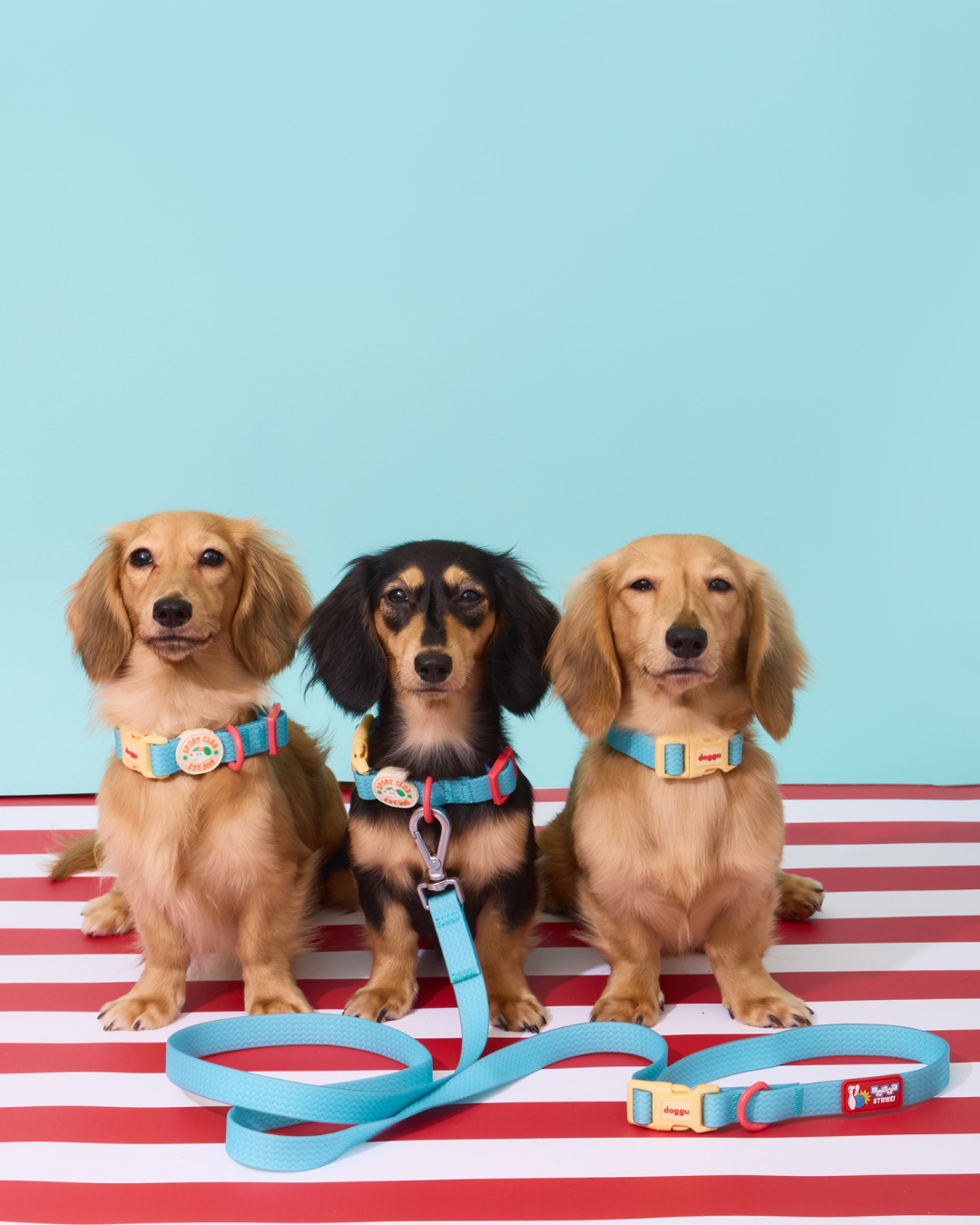 Sport Club Waterproof collar and leash