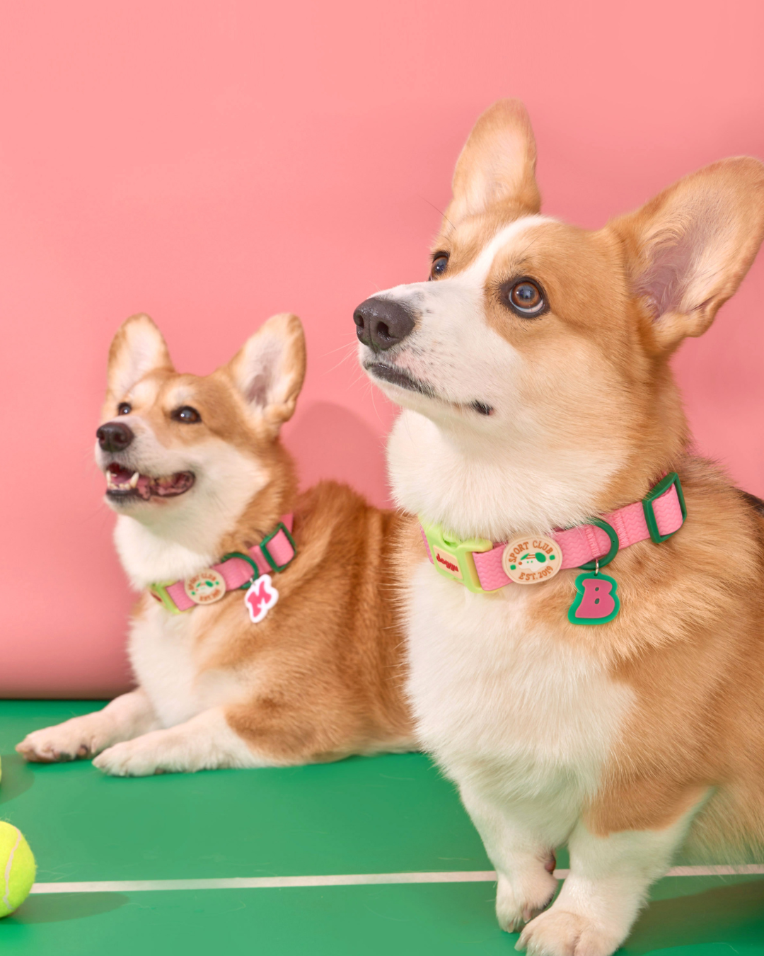 Sport Club Waterproof collar and leash