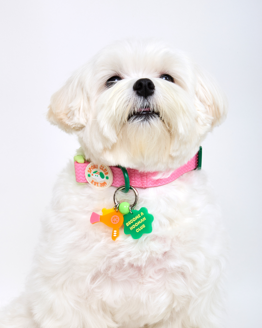 Sport Club Waterproof collar and leash