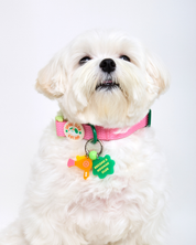 Sport Club Waterproof collar and leash