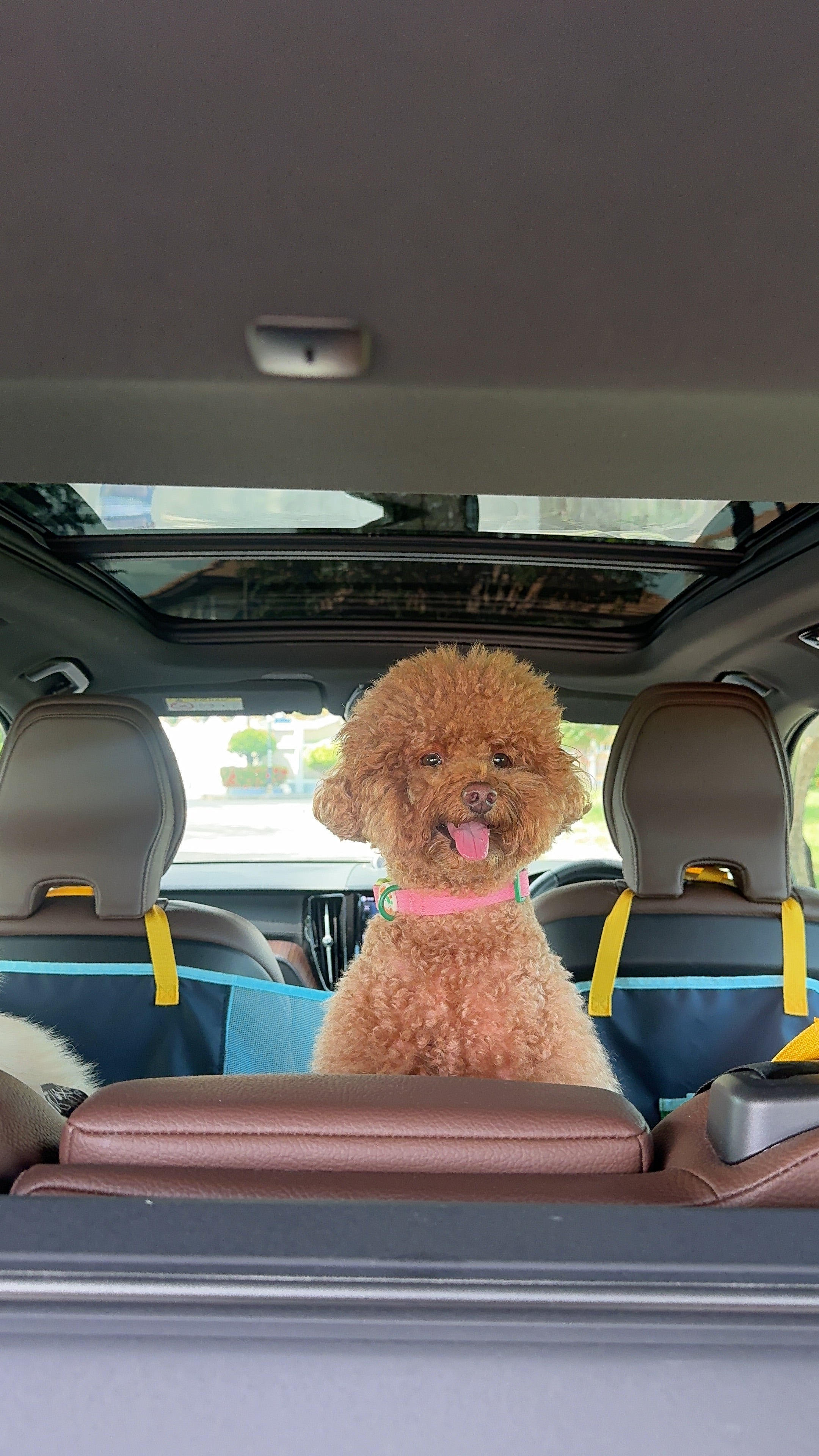 Car Seat Cover : Dirty Paws Welcome