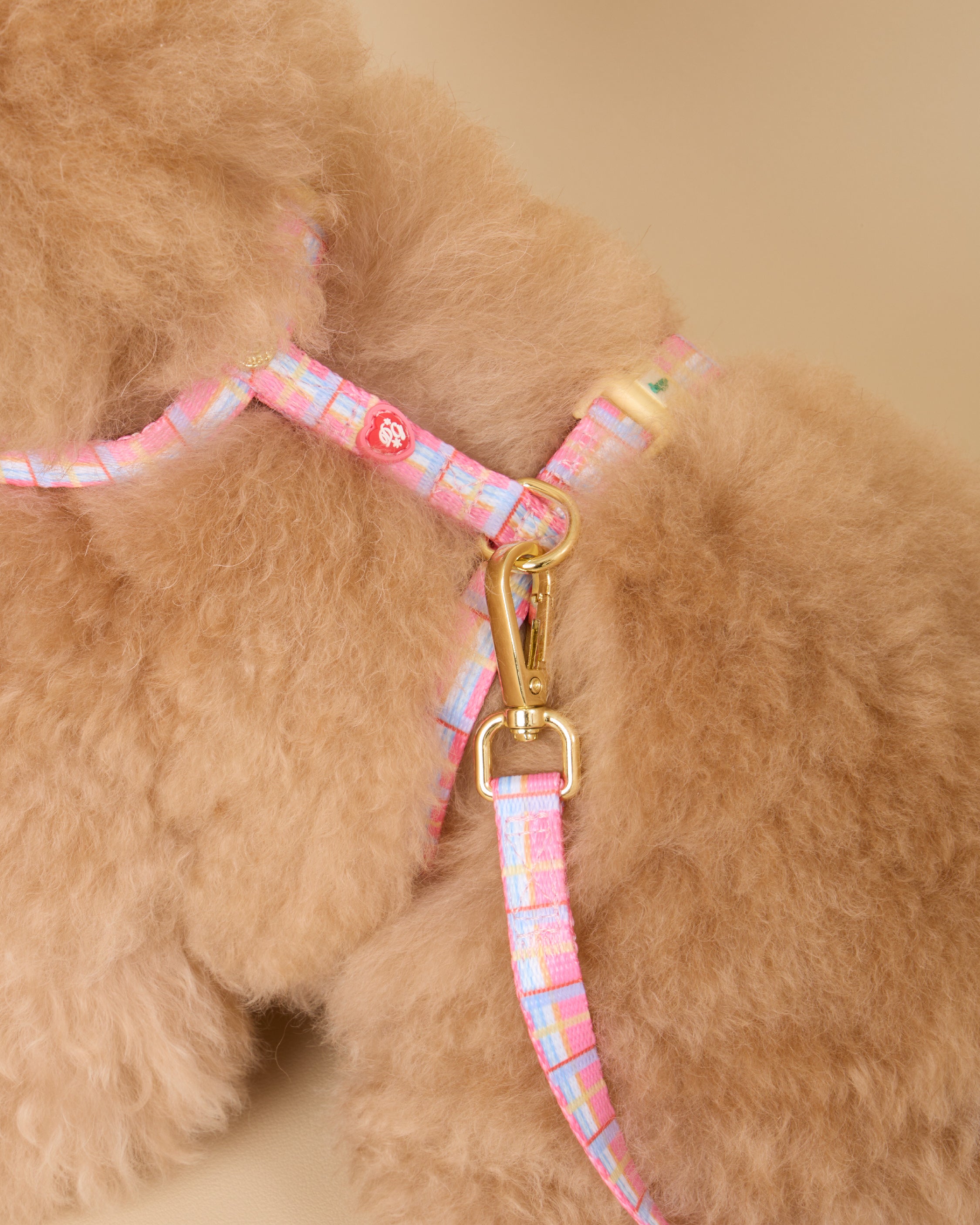 Cat Harness Sleepy Apartment