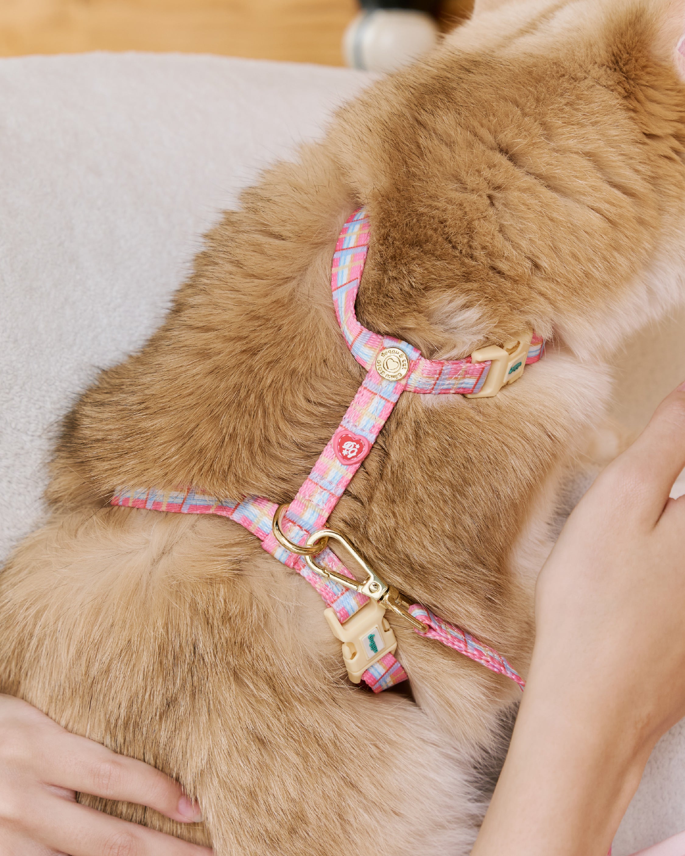 Cat Harness Sleepy Apartment